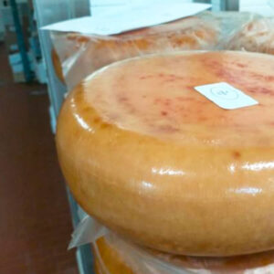 Forma di formaggio Caprino Bianco Invecchiato