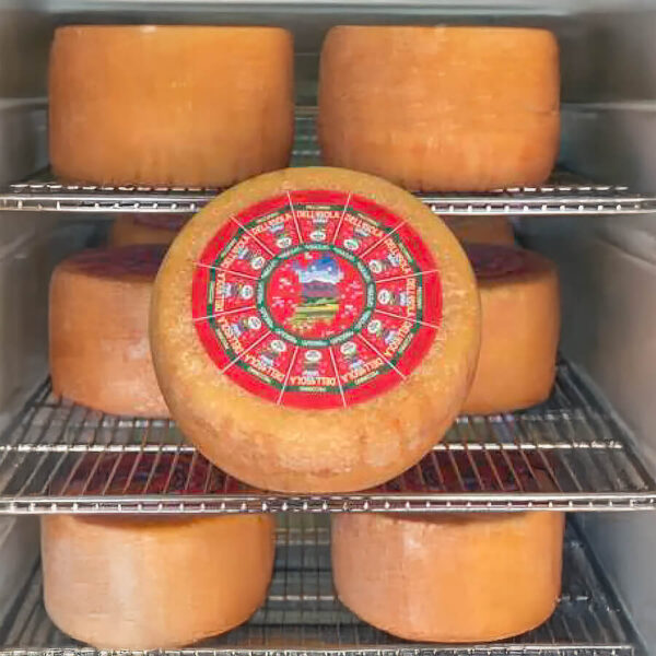 Forme intere di formaggio Pecorino Stagionato dell'isola in una cella frigo